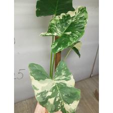 alocasia macrorrhiza variegata 2500p