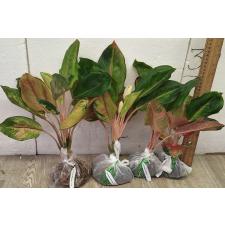 Аглаонема Мисс Мир / Aglaonema Miss world A-104