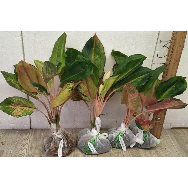 Аглаонема Мисс Мир / Aglaonema Miss world A-104