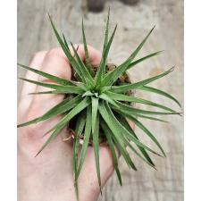 Тилландсия ионанта / TILLANDSIA IONANTHA