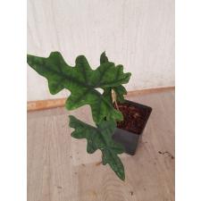 Alocasia jacklin pot