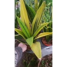 Sansevieria Gold Flame 12 cm pot