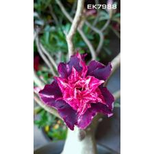 Adenium sp 7988