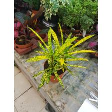 Codiaeum Var. Kl 'gold Star' P12