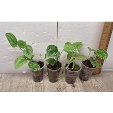 Scindapsus Pictus 'silvery Ann' (S)