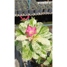 Adenium sp 8613