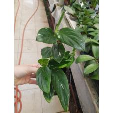 Philodendron standleyana variegata "Cobra" 13 см горшок