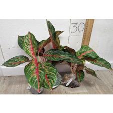 Аглаонема Амнат Джарен / Aglaonema Amnat Jaren A-18