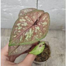 Caladium sp CC-4