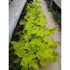 Philodendron Selloum Gold Satin 14 cm pot