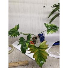 Philodendron sp.(T47) 1200р