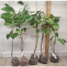 Коричник цейлонский верум / Cinnamomum zeylanicum verum 26
