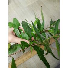 Saraca indica (Ashoka) 261