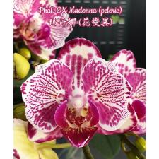 Phal. OX Madonna (peloric) 1,7" B1 January