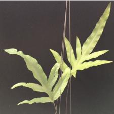 Phlebodium aureum var. undulatum.