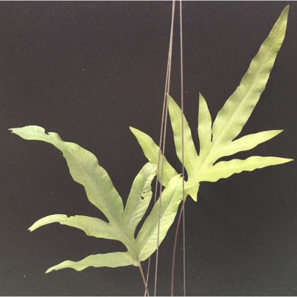 Phlebodium aureum var. undulatum.