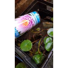 Nymphaea Mix Waterworld розовый