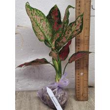 Аглаонема Аня узколистная / Aglaonema Anya narrow leaves A-66