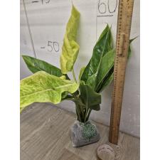 Philodendron calkins gold