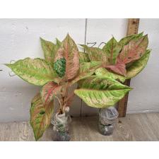 Aglaonema Prakaipet A-64