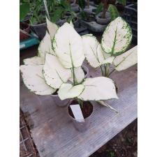 Aglaonema Super White A-40 pot