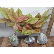 Аглаонема Пракайпет. / Aglaonema Prakaipet A-64