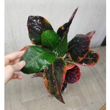 Codiaeum Kaew Klaw 38 - 1900p