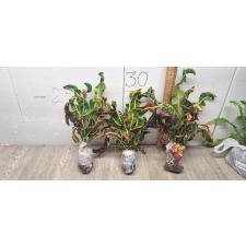 Codiaeum B-8 Griffin