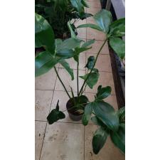 philodendron green wonder 1300