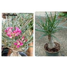 adenium sp samalens