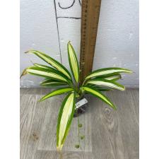Chlorophytum sp. ‘Charlotte 47