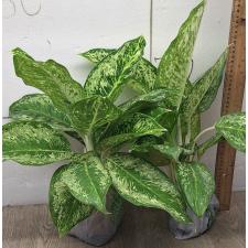 Аглаонема 3 Бриллианта / Aglaonema 3 diamonds A-4