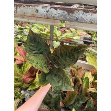 Aglaonema Army red A-77