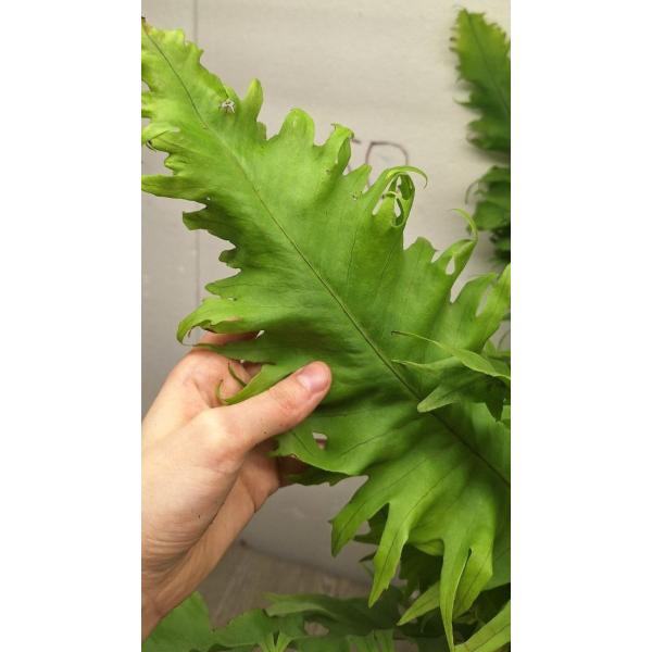 Microsorum sp. Africa pot