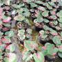 Caladium C-18