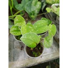 Scindapsus Pictus 'silvery Ann' S
