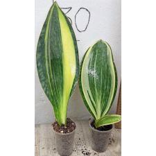 Сансевиерия масониана варегатная. / Sansevieria masoniana variegata