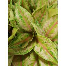 Aglaonema T28 Prakaipet