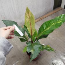 Anthurium variegated sp 5