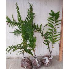 Drynaria rigidula 'Whitei'