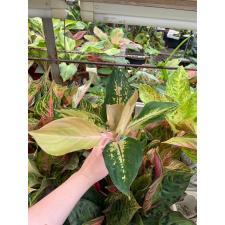 Aglaonema Amazon A-96