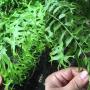 Nephrolepis falcata 'Furcans' (mutation)