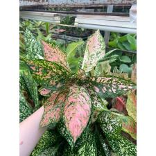 Aglaonema Looklamsam A-125