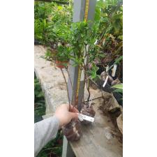 Ixora sp.(T16) soft pink flower (New hybrid) 135