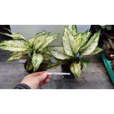 Aglaonema Wit Noviteit 12 см горшок