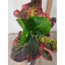 Codiaeum Amnat Charoen (F1) 75