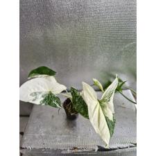 Syngonium variegata leaf