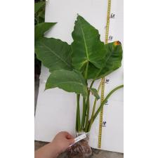 Philodendron sp.(T24) variegated 552