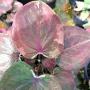 Caladium C-10