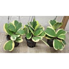 Hoya kerrii var.albo-marginata 